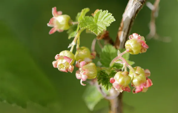 Picture macro, branch, flowering, currants, flowers, black currant