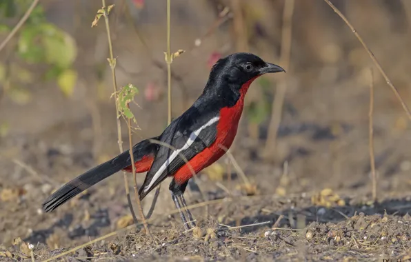 Earth, bird, beak, black red, DUELL ©