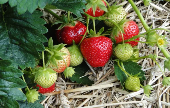 Summer, leaves, berries, garden, harvest, strawberry, straw, the garden