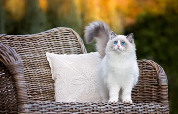 Picture autumn, cat, eyes, look, chair, pillow, fluffy, kitty