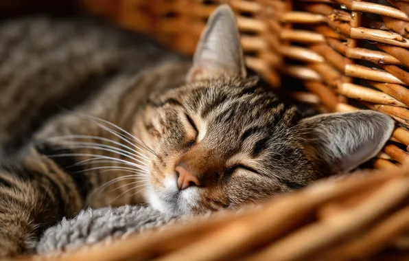 Cat, cat, pose, grey, sleep, sleeping, lies, face