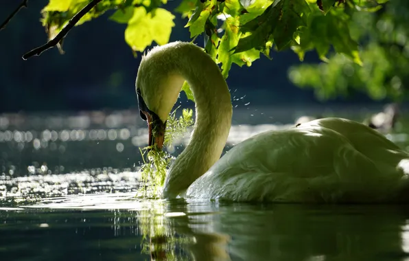 Leaves, water, branches, bird, Swan