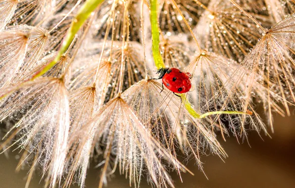 Flower, drops, macro, dandelion, ladybug, insect, the parachutes