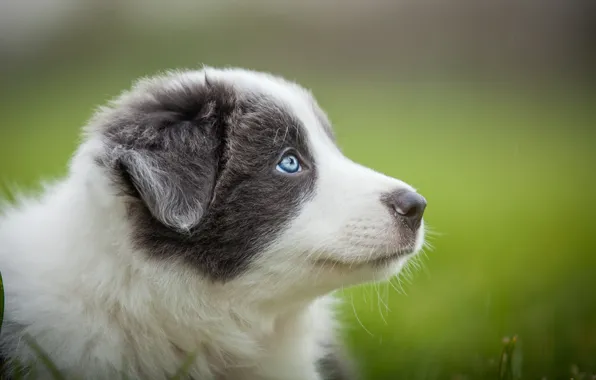 Picture grey, portrait, dog, puppy, blue eyes, blurred background, Aussie, Wallpaper from lolita777