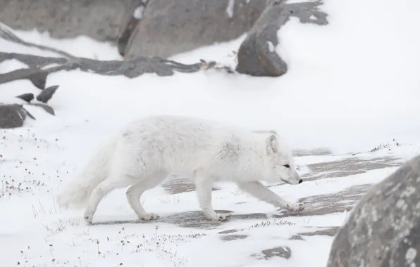 Winter, white, snow, nature, walk, Fox