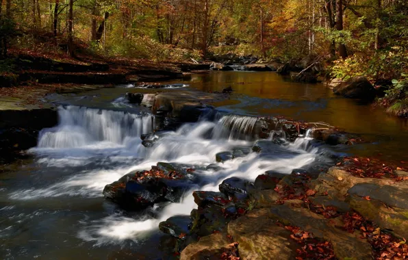 Nature, Stream, Autumn, River, Forest