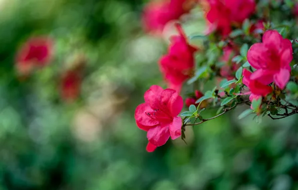 Picture flowers, branches, red, blur, al, green background, bokeh, raspberry