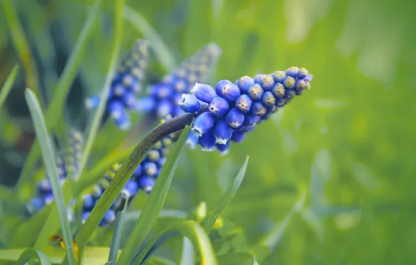 Greens, grass, leaves, flowers, spring, blur, blue, green background