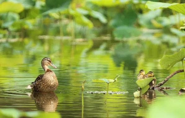 Picture pond, bird, duck, pond