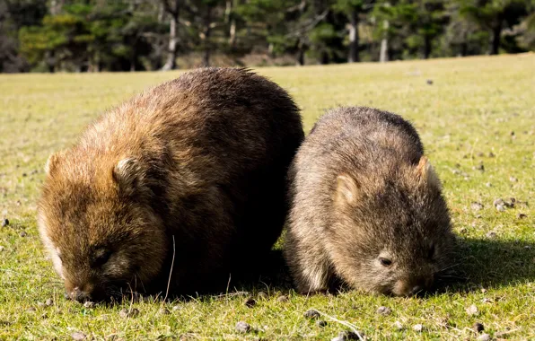 Australia, two, mammals, chord, marsupials, mom and baby, Wombat, dvortsovye