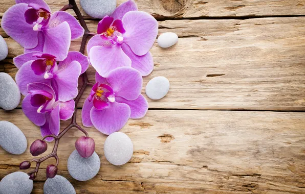 Stones, wood, Orchid, pink, flowers, orchid
