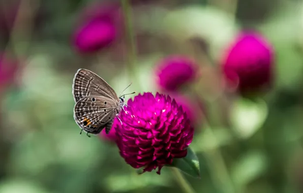 Flower, macro, wings, Butterfly, beautiful, closeup, blurred background