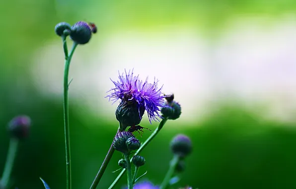 Flower, plant, buds, Evening purple