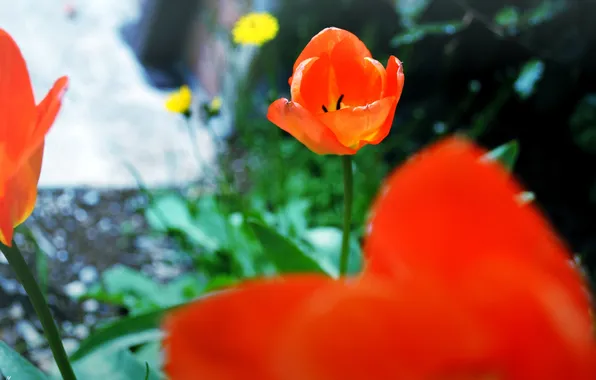 Flower, red, Tulip, petals
