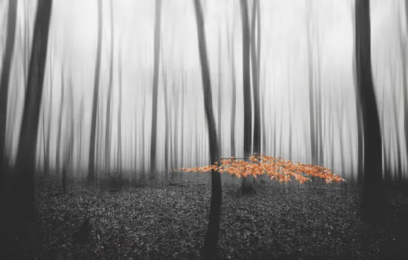 Picture forest, trees, fog