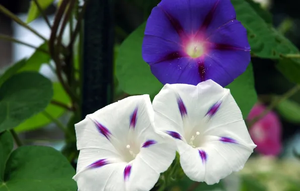 Picture Flowers, Blue, Flowers, White, Bokeh, Bokeh