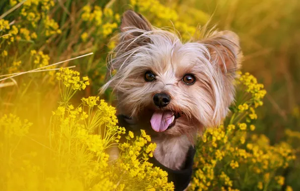 Language, summer, look, flowers, nature, dog, yellow, meadow