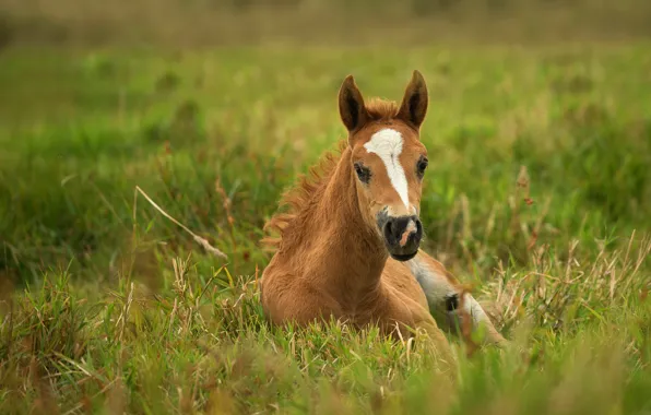 Grass, look, face, nature, horse, horse, lies, chestnut