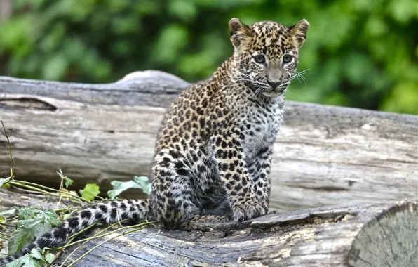 Spot, leopard, cub
