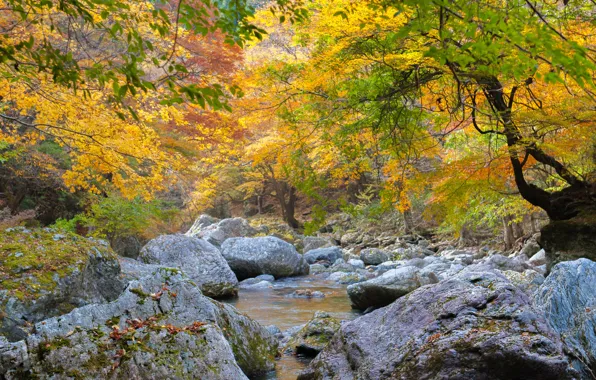 Picture autumn, forest, trees, river, stones