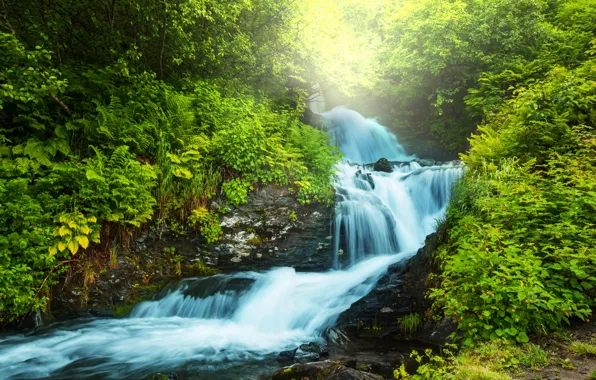 Greens, forest, river, stream, fern