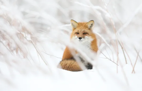 Winter, look, snow, branches, Fox, sitting