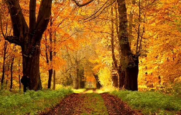 Picture road, autumn, forest, leaves, trees, nature, Park, colors