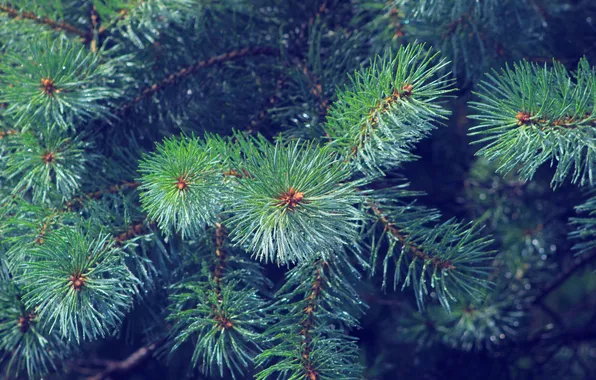 Tree, pine, twig