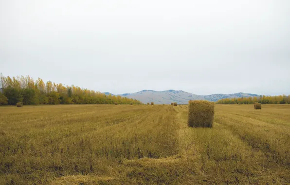 Field, summer, mountains, overcast, hay, bale, after the rain
