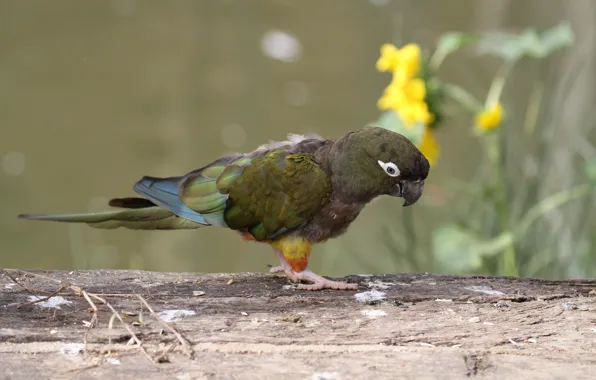 Nature, bird, parrot, log, brown, bokeh