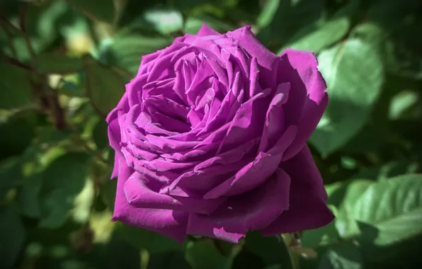 Flower, leaves, background, rose, Bud, lilac, lush