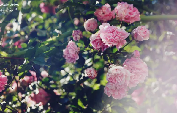 Pink, roses, Ukraine