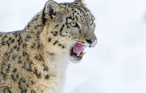 Language, fangs, IRBIS, snow leopard, big cat