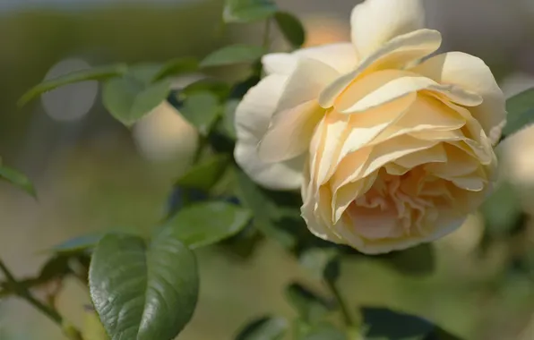Flower, leaves, macro, rose, yellow, bokeh, cream