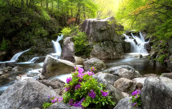 Greens, Flowers, Water, Stream, Waterfall, Forest, Leaves, Stones