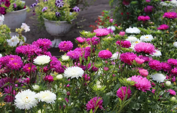 Summer, flowers, garden, pink, white, flowerbed, a lot, asters