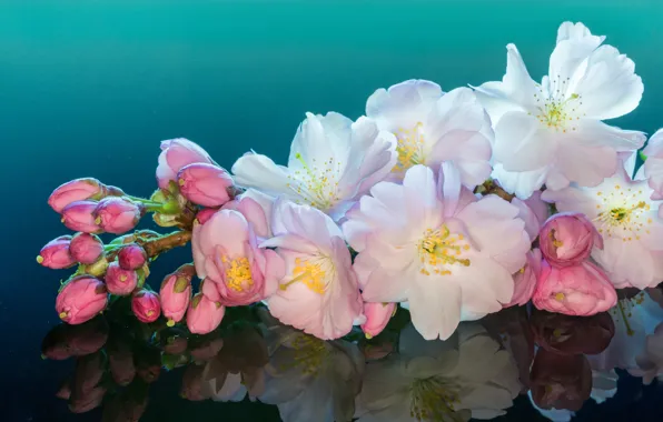 Picture macro, flowers, branches, cherry, reflection, flowering, buds