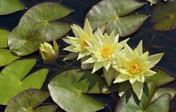 Leaves, water, Nymphaeum, water Lily