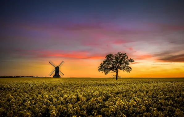 Sunset, tree, mill, rape