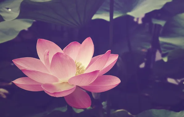 Picture flower, pink, petals