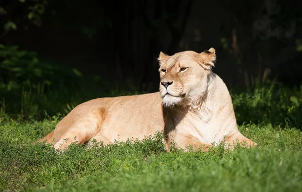 Cat, grass, stay, lioness