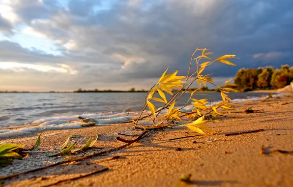 Sand, sea, beach, the sky, leaves, water, branches, nature