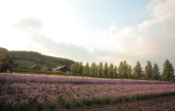 Field, flowers, home