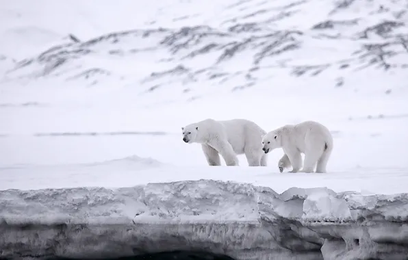 Winter, snow, nature, pose, bear, bear, polar bear, polar
