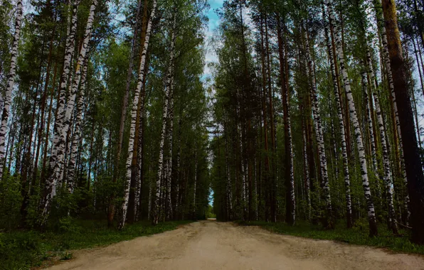 Forest, trees, trail, Road, the sky.