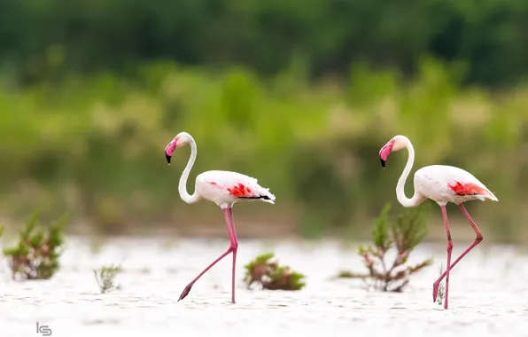 Birds, pink, Flamingo