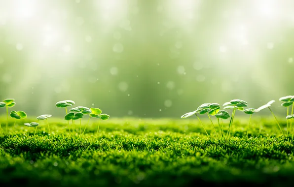 Macro, sprouts, background, Wallpaper, moss, wallpaper, background, macro