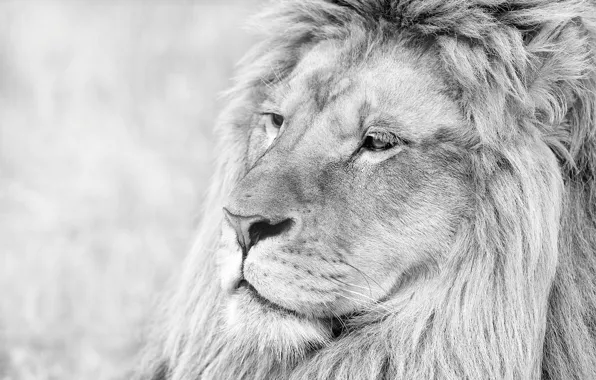 Picture face, animal, Leo, b/W, mane, lion
