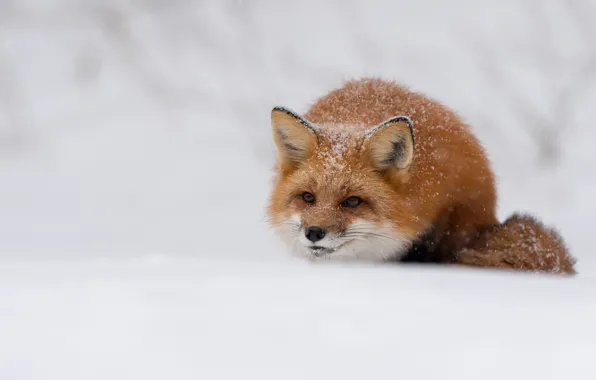 Winter, look, face, snow, nature, Fox, the snow, red