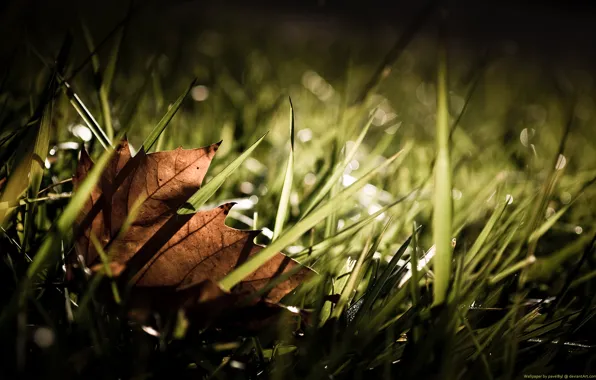 Leaf, Grass, Autumn, Fall, Grass